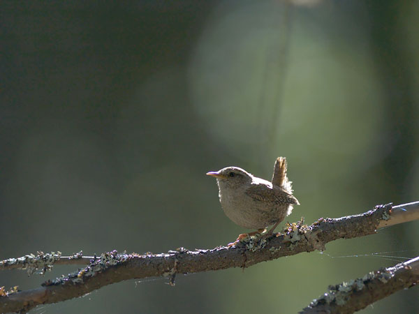 Peukaloinen, Winter Wren, Troglodytes troglodytes